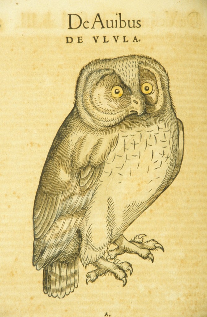 Conrad Gessner. De Ulula. Book illustration, woodcut. 1555.