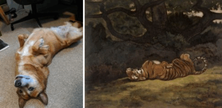 Cristina Mezuk. Petra begging for attention; Antoine-Louis Barye. Tiger Rolling. c. 1850-1869