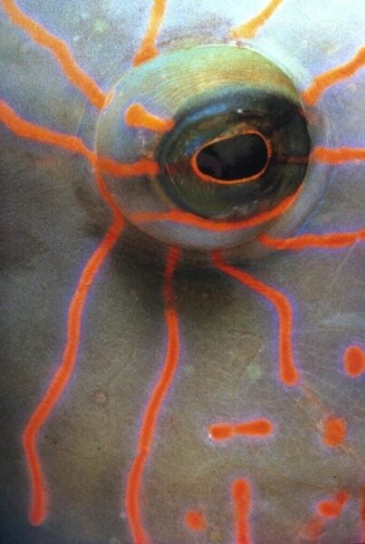 Wrasse from the Red Sea