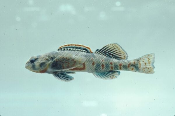 Noel Burkhead, Etheostoma kanawhae (Kanawha darter), 1984