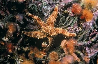 Ronald H. McPeak, Asteroidea, Baja California, Mexico