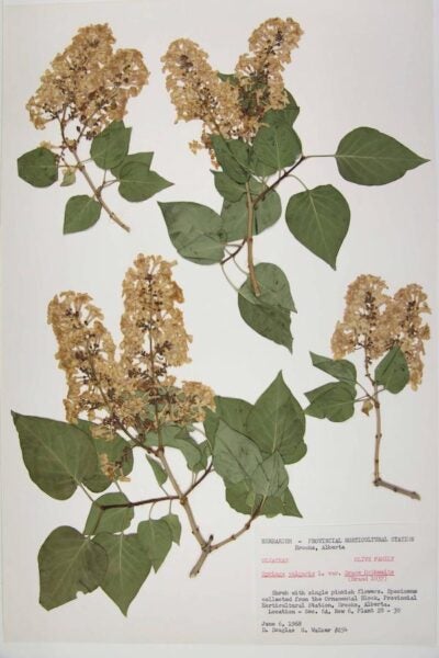 D. Douglas and G. Walker, Syringa vulgaris L.