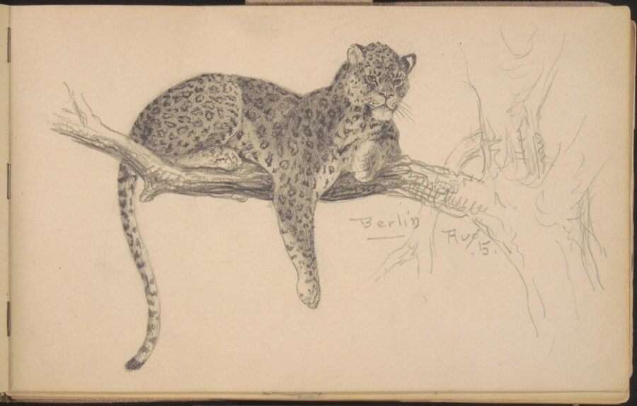 Louis Agassiz Fuertes. Leopard in Berlin. August 5, 1895