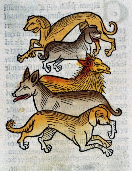 Illustration of five distinct dog breeds, each drawn in a medieval style and stacked in a vertical arrangement. The dogs are colored in earthy tones—browns, grays, and golden yellows—with stylized fur patterns and expressive postures. The artwork appears on a textured, aged page with faint, reversed text visible in the background, suggesting it was printed from an old manuscript or woodcut.