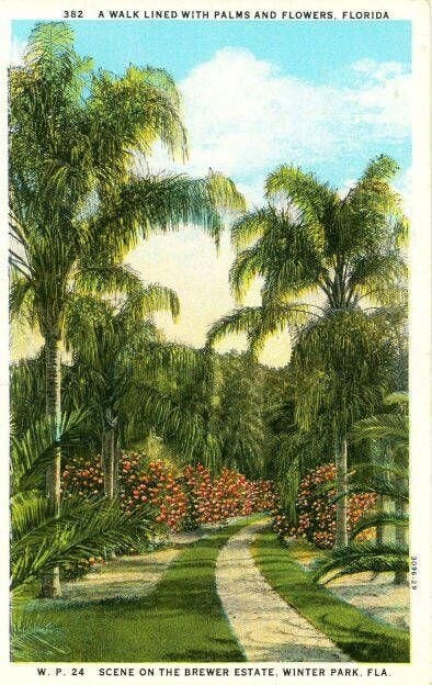 A vintage postcard illustration of a walkway lined with tall palm trees and colorful blooming flowers at the Brewer Estate in Winter Park, Florida. The path curves gently into the lush landscape under a bright blue sky. Text at the top reads “A Walk Lined with Palms and Flowers, Florida.” Courtesy of the Rollins College Archives.