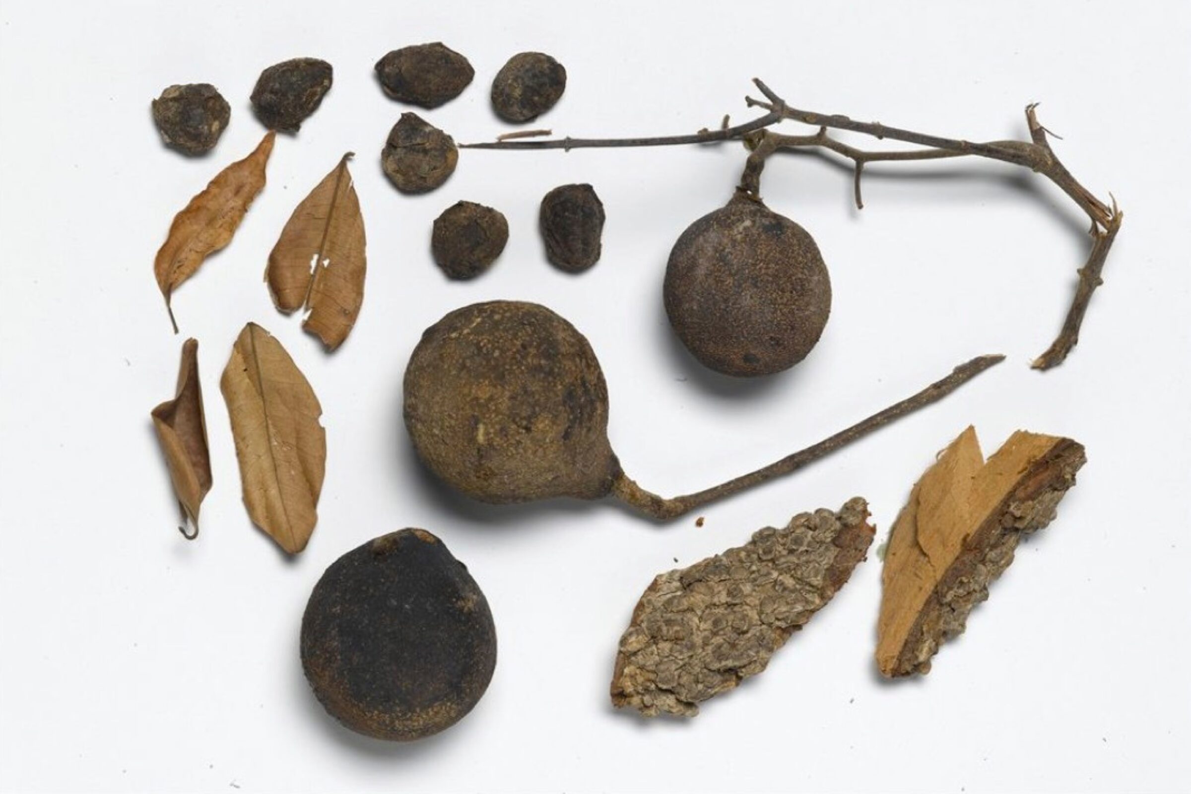 Photograph of dried botanical specimens displayed on a white background, including round seed pods, fragments of bark, small nuts or seeds, and several brown, curled leaves and twigs.