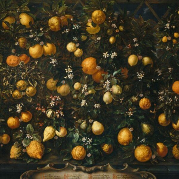 A 1715 painting by Bartolomeo Bimbi depicting an elaborate display of citrus trees laden with oranges, lemons, and limes. The fruit is arranged in a dense, symmetrical composition framed by dark foliage and stone columns, with two sculpted busts and a decorative plaque listing species names at the bottom.