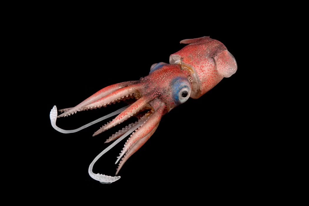 A red-speckled bobtail squid with large blue eyes and extended tentacles displayed against a black background.