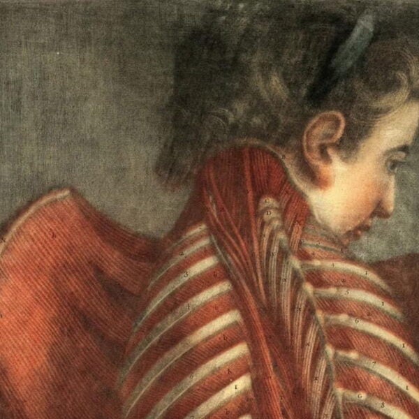 Historic anatomical illustration showing the back and shoulder muscles of a young person, with exposed ribs and labeled musculature.