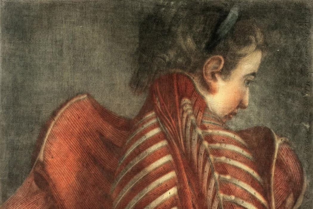 Historic anatomical illustration showing the back and shoulder muscles of a young person, with exposed ribs and labeled musculature.
