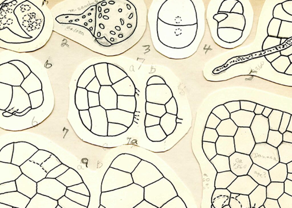 Close-up view of hand-drawn scientific illustrations showing cellular or microscopic structures on cut paper sheets. The sketches include numbered diagrams, annotations, and geometric cell patterns arranged across a light background.